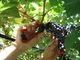 La Provincia di Novara apre il progetto “Vendemmia turistica e didattica”