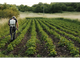 Al via il bando per il servizio civile in agricoltura