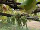 Operativo il tavolo tecnico regionale per l’emergenza flavescenza dorata della vite