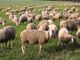 Coldiretti Piemonte, Blue Tongue: mettere in campo piano d’azione regionale