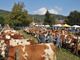Domenica torna la Fiera Zootecnica di Armeno