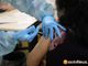 Oltre 30mila i vaccinati di marted' in Piemonte. A 12.344 è stata somministrata la seconda dose