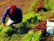 Coldiretti Piemonte: la multifunzionalità agricola strumento di resilienza per i giovani