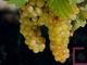 Moscato, Coldiretti Piemonte: “No all’abbassamento delle rese sotto gli 85 quintali per ettaro”