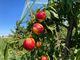 Coldiretti Piemonte: &quot;Frutta e verdura made in Piemonte per combattere il caldo&quot;