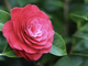 A Gozzano la 35ª edizione della Mostra della Camelia