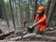 Foreste, la regione anticipa il periodo di taglio dei castagni Foreste, la regione anticipa il periodo di taglio dei castagni