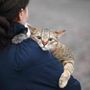 Gatti anziani come gli umani, con l'età anche i mici dimenticano: lo studio