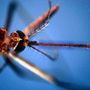 West Nile, seconda vittima nel Lazio: era ricoverato allo Spallanzani