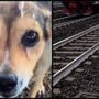 Cagnolina legata sui binari e uccisa, la confessione choc: &quot;Mi hanno chiesto di farlo&quot;