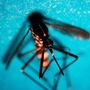 West Nile, nel Lazio 12 nuovi casi: salgono a 21