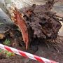 Albero cade su auto nel Materano, morto un ragazzo