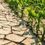 Caldo e siccità, è allarme in Piemonte: "Raccolti a rischio, servono interventi urgenti" Caldo e siccità, è allarme in Piemonte: "Raccolti a rischio, servono interventi urgenti"