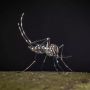 West Nile, al 23 luglio 32 casi di cui 21 in provincia di Latina