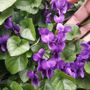 Curiosità. Aspettando la primavera, sbocciano le violette