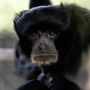 Bianca e Bali, due siamanghi al Safari Park di Pombia