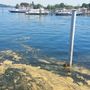Lago Maggiore, le strie gialle davanti ad Arona non sono alghe tossiche Lago Maggiore, le strie gialle davanti ad Arona non sono alghe tossiche