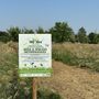 Erba alta per la biodiversità: a Novara il verde urbano parla alle api
