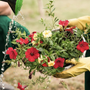 Import di fiori e piante in Italia raddoppiato in 5 anni: Coldiretti chiede reciprocità per tutelare i produttori nazionali