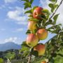 Mele piemontesi, raccolta anticipata per il caldo e produzione in crescita