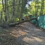 Pianta cade sulla pista ciclopedonale, interviene l'Aib di Gozzano