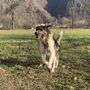 Animali da compagnia, nuovi fondi regionali per i comuni del Novarese