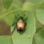Popilia japonica, anche il nostro territorio tra le zone infestate