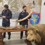 Trappole nei boschi del Ticino, poi il blitz: sequestrati armi e un leone impagliato Trappole nei boschi del Ticino, poi il blitz: sequestrati armi e un leone impagliato