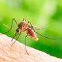 West Nile, due decessi nel Novarese: salgono a dieci i casi West Nile, due decessi nel Novarese: salgono a dieci i casi