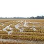 Maltempo del 16 e 17 aprile: le aziende agricole trecatesi potranno segnalare i danni