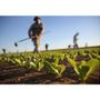 Caporalato, Rossi e Canalis (Pd): &quot;L'agricoltura in evoluzione impone nuove misure&quot;