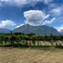 Vigneti devastati nel Novarese, appello a Meloni e Cirio: "Servono aiuti immediati" Vigneti devastati nel Novarese, appello a Meloni e Cirio: "Servono aiuti immediati"