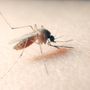 West Nile virus, un 85enne ricoverato a Novara