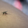 West Nile, salgono a 13 i casi nel Novarese West Nile, salgono a 13 i casi nel Novarese
