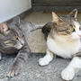La Regione sostiene 22 progetti comunali per la gestione delle colonie feline
