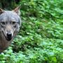 Lupi e animali selvatici, contributi anche nel novarese per rafforzare la difesa degli allevamenti Lupi e animali selvatici, contributi anche nel novarese per rafforzare la difesa degli allevamenti