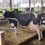 Coldiretti Piemonte,  Ue: serve Pac forte per garantire sovranità cibo