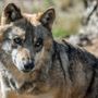 Commissione tutela degli animali: &quot;Irragionevole il declassamento della protezione del lupo&quot;