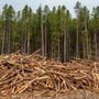 Coldiretti Piemonte: &quot;Ue, bene il rinvio per il regolamento sulla deforestazione&quot;