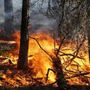 Incendi boschivi, in Piemonte scatta lo stato di massima pericolosità: ecco i divieti da rispettare