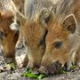 Danni da fauna selvatica, Coldiretti Piemonte: "Risarcimenti insufficienti, penalizzate le aziende agricole" Danni da fauna selvatica, Coldiretti Piemonte: "Risarcimenti insufficienti, penalizzate le aziende agricole"