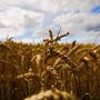 Coldiretti Piemonte, grano: &quot;Stop speculazioni&quot;