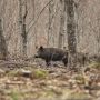Danni da fauna selvatica: la regione Piemonte stanzia 3,6 milioni di euro