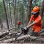Foreste, la regione anticipa il periodo di taglio dei castagni Foreste, la regione anticipa il periodo di taglio dei castagni