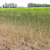 Siccità in Piemonte, Coldiretti chiede lo stato di calamità naturale