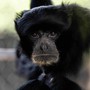 Bianca e Bali, due siamanghi al Safari Park di Pombia