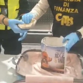 Il corallo sequestrato a Malpensa