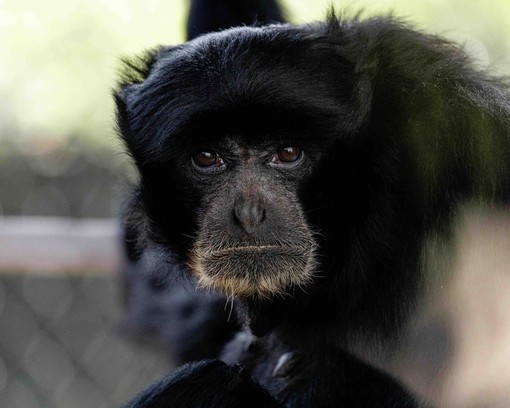 Bianca e Bali, due siamanghi al Safari Park di Pombia
