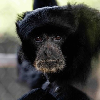 Bianca e Bali, due siamanghi al Safari Park di Pombia