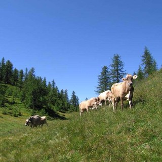 L'allarme di Coldiretti: &quot;Caldo torrido e assenza di precipitazioni mettono a rischio gli animali in alpeggio&quot;